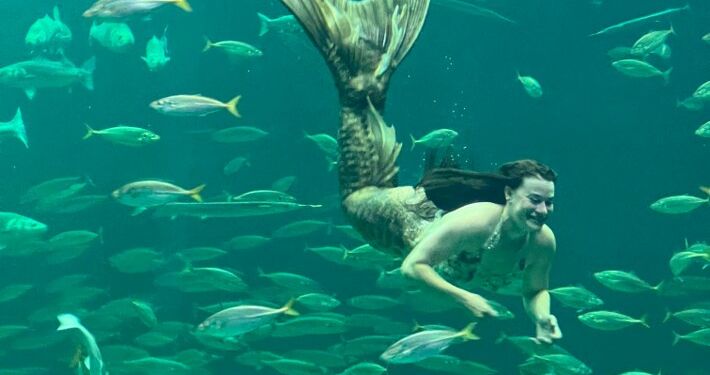 Havfrue i det store akvarium hos Nordsøen Oceanarium. Foto: Arkiv.