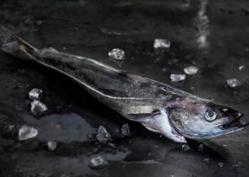 Mørksej. Foto: Skagenfood.