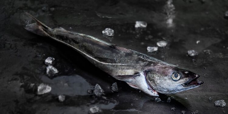 Mørksej. Foto: Skagenfood.