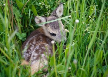 Dyrenes Beskyttelses Vagtcentral 1812 får hvert forår mange opkald, hvor velmenende mennesker tror, at de har fundet et rålam i nød. I år er ingen undtagelse, og der er allerede kommet flere henvendelser om rålam, der ikke var i nød. Foto: Dyrenes Beskyttelse.