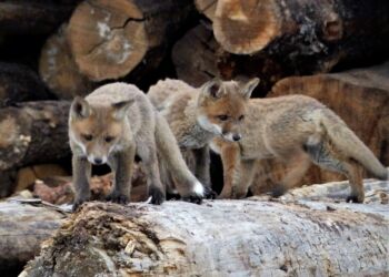 Rævehvalpe på Hirtshals Havn. Foto (arkiv): Preben Andersen.