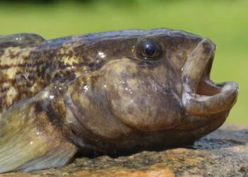 Sortmundet Kutling er sandsynligvis kommet til Danmark som blind passager i skibes ballastvand. Foto: Henrik Carl, SNM.