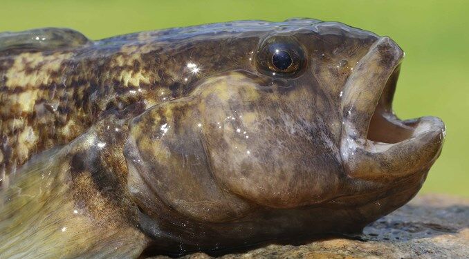 Sortmundet Kutling er sandsynligvis kommet til Danmark som blind passager i skibes ballastvand. Foto: Henrik Carl, SNM.