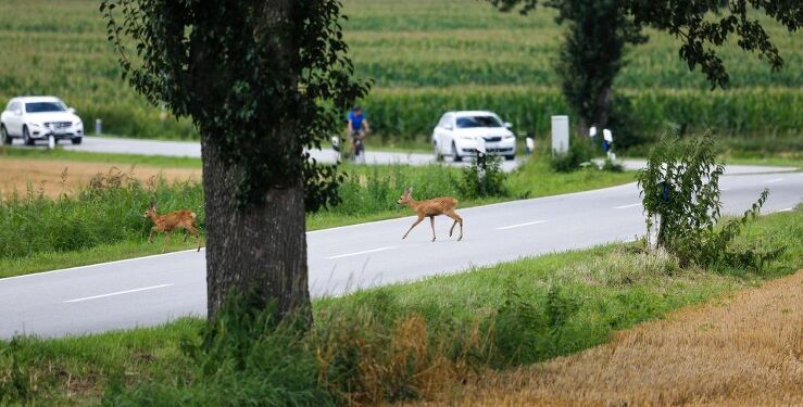 Blod, knuste ruder og voldsomme forskrækkelser.