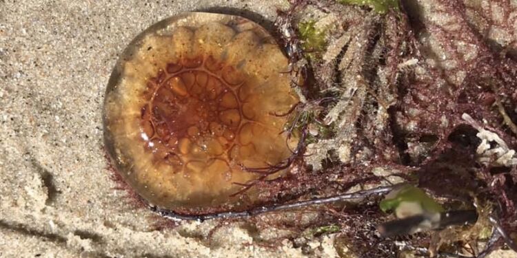 Brandmand på Husmoderstranden ved Hirtshals. Foto (arkiv): Inger Mortensen.