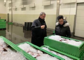 Rundvisning på Hirtshals Fiskeauktion.
