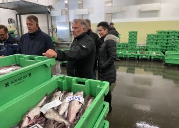 Auktionsmester Finn Møller ses her forrest i billedet hos Hirtshals Fiskeauktion. Foto: Arkiv.