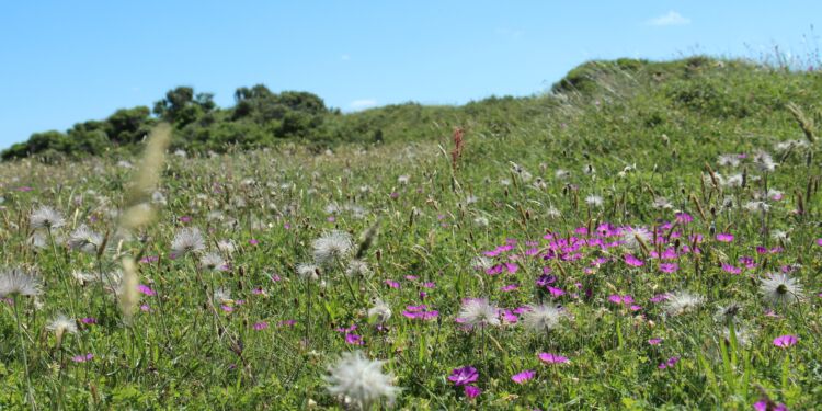 Tversteds Grønne Front