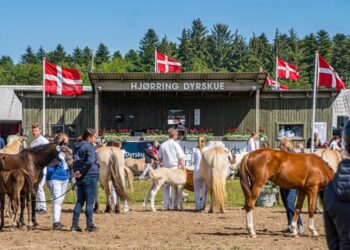 Dyrskue i Hjørring. Foto (arkiv): Niels Skipper.