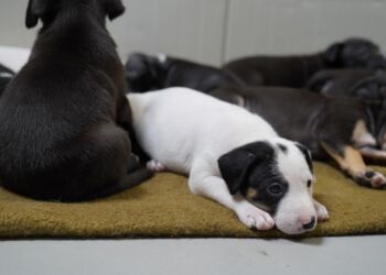 Det er ikke kun killinger og katte der svigtes. Også hundene har brug for hjælp. Her ses et kuld hvalpe fra Roskilde Internat.