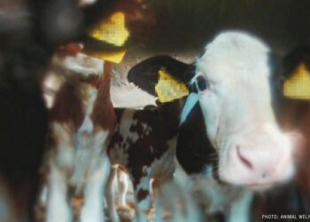 Foto: Eyes on Animals.