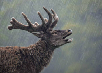 Kategorivinder af Arter og overordnet vinder af årets konkurrence:
Emil Poulsen med billedet Singing in the rain, der er taget i Dyrehaven, Jægersborg.