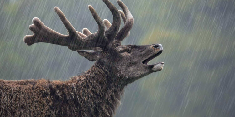 Kategorivinder af Arter og overordnet vinder af årets konkurrence:
Emil Poulsen med billedet Singing in the rain, der er taget i Dyrehaven, Jægersborg.