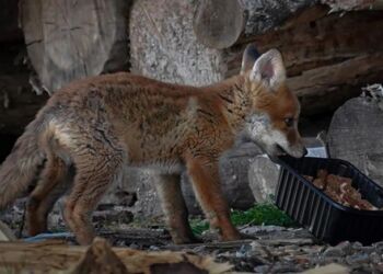 En af ræveungerne med kød i en plastikbakke. Foto: Arturs Pirazkov.