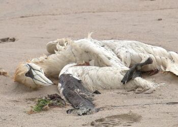 Det er især døde suler, der er fundet langs den jyske vestkyst.
Foto: Selma Bjørnestad Kvist Åstrøm / TV MIDTVEST.