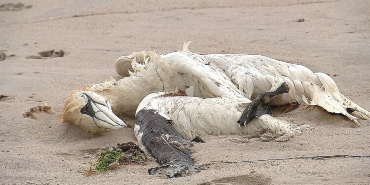 Det er især døde suler, der er fundet langs den jyske vestkyst.
Foto: Selma Bjørnestad Kvist Åstrøm / TV MIDTVEST.