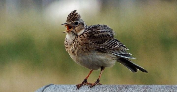 Toplærke i Hirtshals. Foto (arkiv): Preben Andersen.