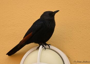 Foto: Jonna Andreasen.