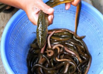 Foto (arkiv): FiskerForum.