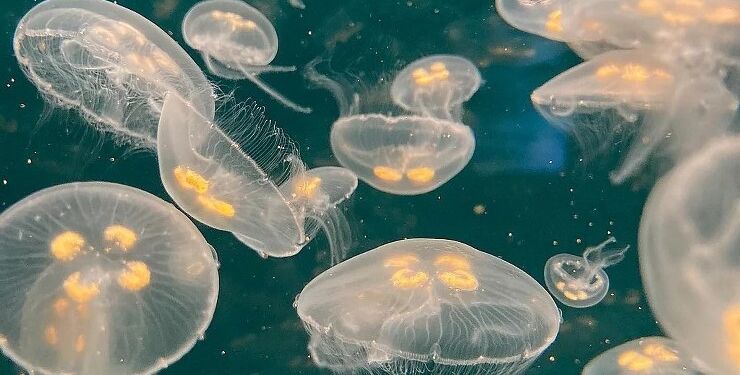 Foto: Nordsøen Oceanarium.