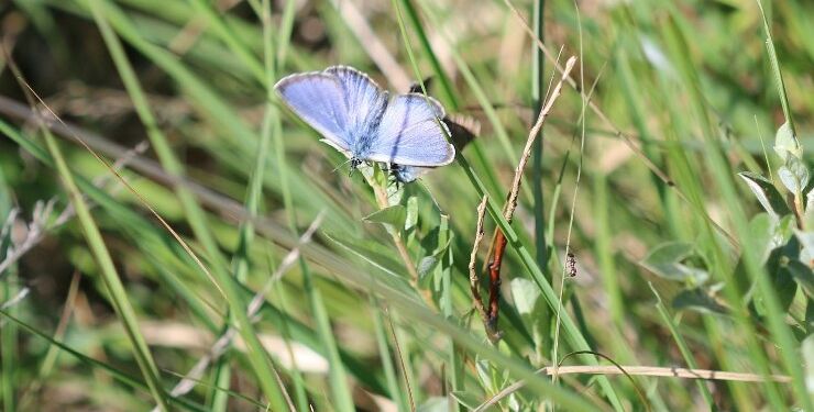 Ensianblåfugl i Tversted Rimmer. Foto: Anders Østerby.