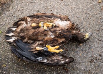 Foto (arkiv): Anette Reinholdt.