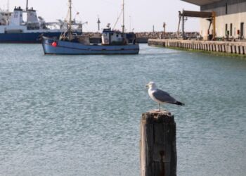 Måge ved Hirtshals Havn. Foto: Niels Skipper.
