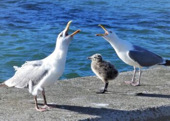Måger ved kajkanten på Hirtshals Havn. Foto: Preben Andersen.