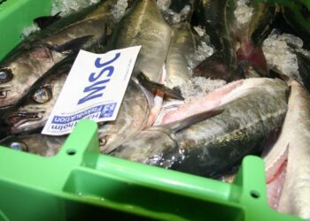 Mørksej. Foto: Arkiv.