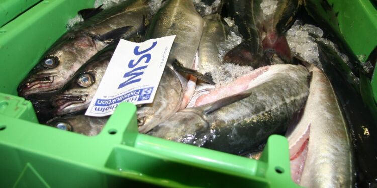 Mørksej. Foto: Arkiv.