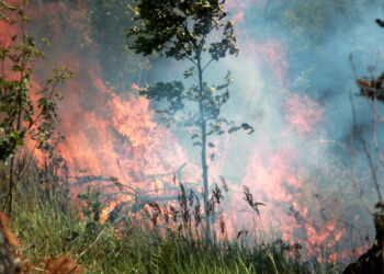 Foto: Presse-fotos.dk.