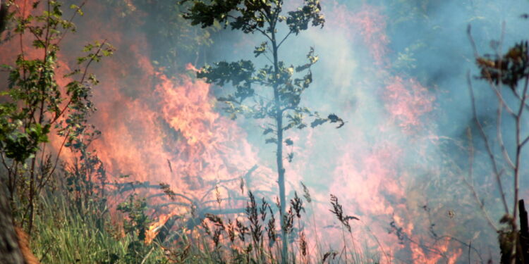 Foto: Presse-fotos.dk.