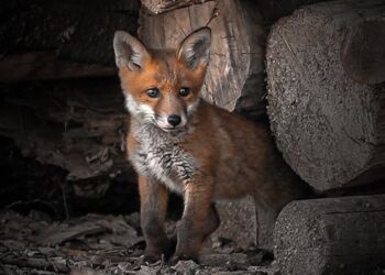 Ræveunge i Hirtshals. Foto (arkiv): Arturs Pirazkov.