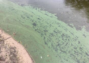 Alger og iltsvind. Foto: Arkiv.