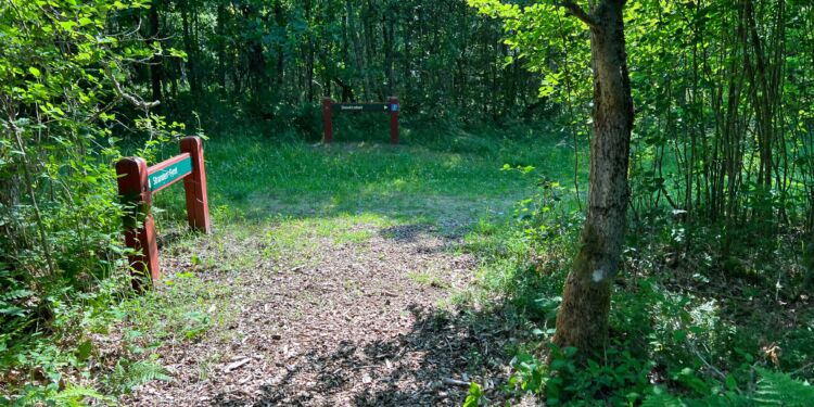 Ringstien fører igennem Nejst Plantage. Foto (arkiv): Niels Skipper.