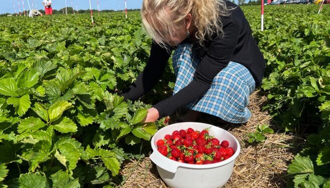 Mange meter skulle der ikke plukkes sidste år, før baljen var fuld af solmodne jordbær. Foto (arkiv): Niels Skipper