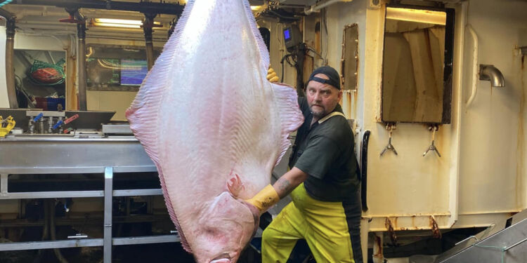 HM 120 Astoria fik sig i 2022 lidt af en fangst. 120 kg helleflynder, som endte i Aarhus. Foto: Privat.