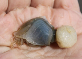 Furet langhals. Foto: Kurt Prentow.