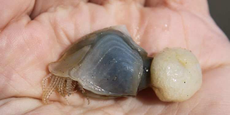 Furet langhals. Foto: Kurt Prentow.