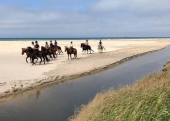 Saga Heste på Nørlev Strand.