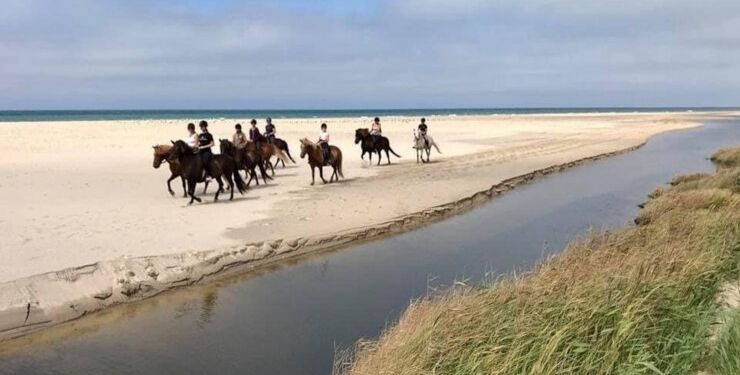 Saga Heste på Nørlev Strand.