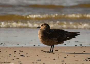 Storkjove ved Liver Å. Foto: Jonna Andreassen.