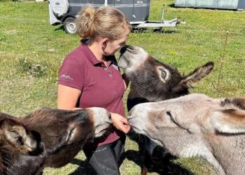 Nu kan du komme i terapi hos Conrad, Asger og Anton.
Foto: Rideklubben SRV Tyrsig.