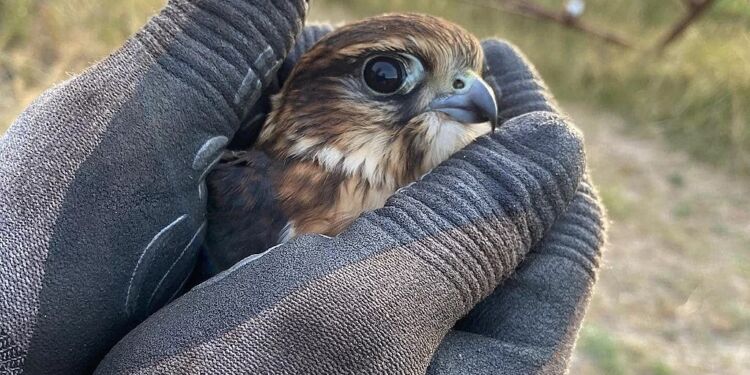 Foto: Pernille Frigga.