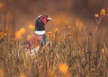 Male pheasant hiding in the tall grass.