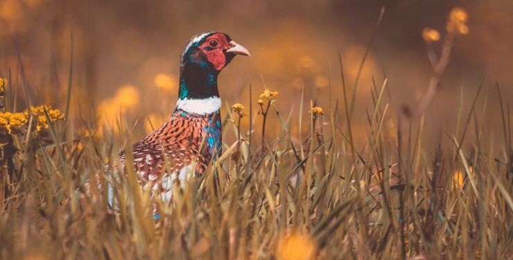 Male pheasant hiding in the tall grass.