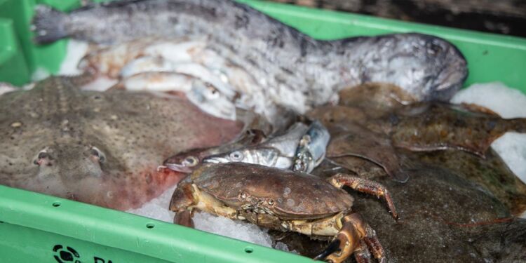 Foto: Fiskeri Tidende.