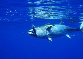 Tun på krogen. Foto: CC0.photo.