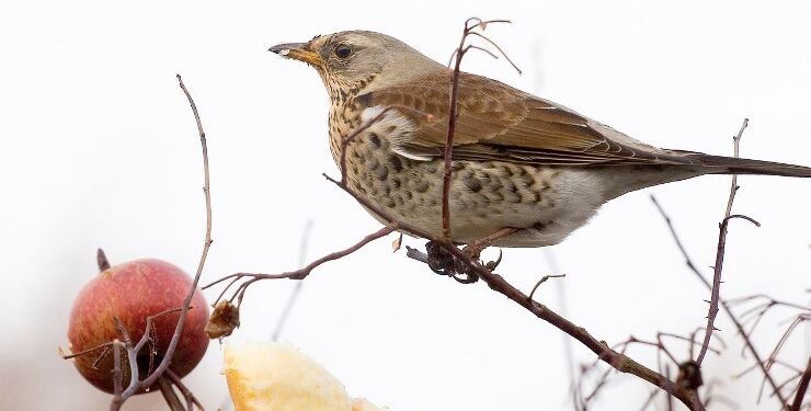 Drossel. Foto: Pixabay.