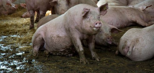 Foto: Camilla Stephan.